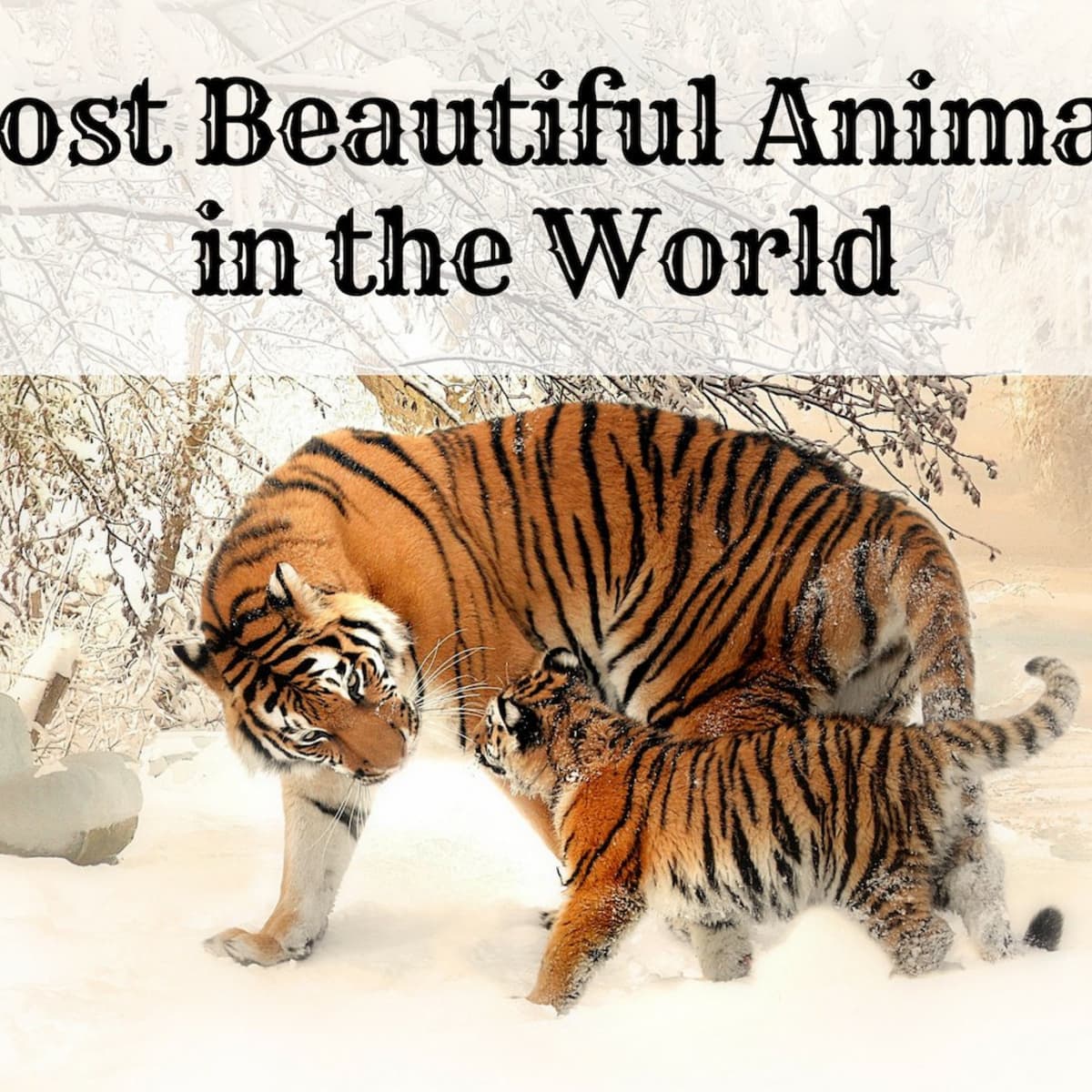 5 most beautiful animals in the world