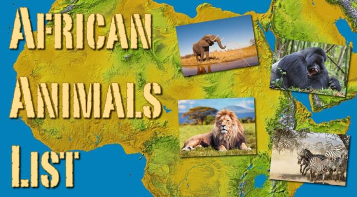 ANIMALS THAT CAN ONLY BE FOUND IN AFRICA (5 SPECIES)