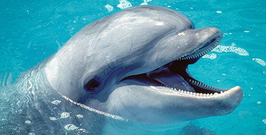 COMMON BOTTLENOSE DOLPHINS