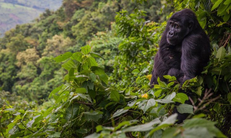 BWINDI IMPENETRABLE FOREST - UGANDA