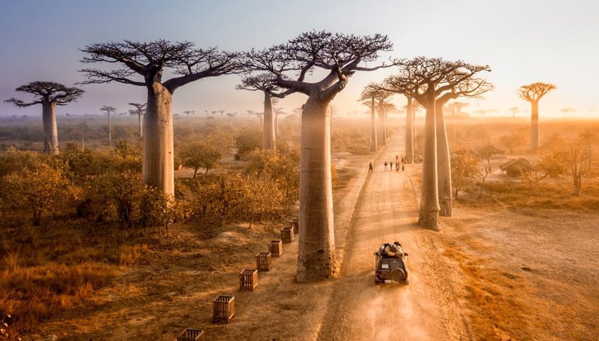 Baobab-trees - Madagascar