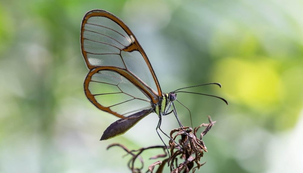 GLASS-WINGED BUTTERFLY