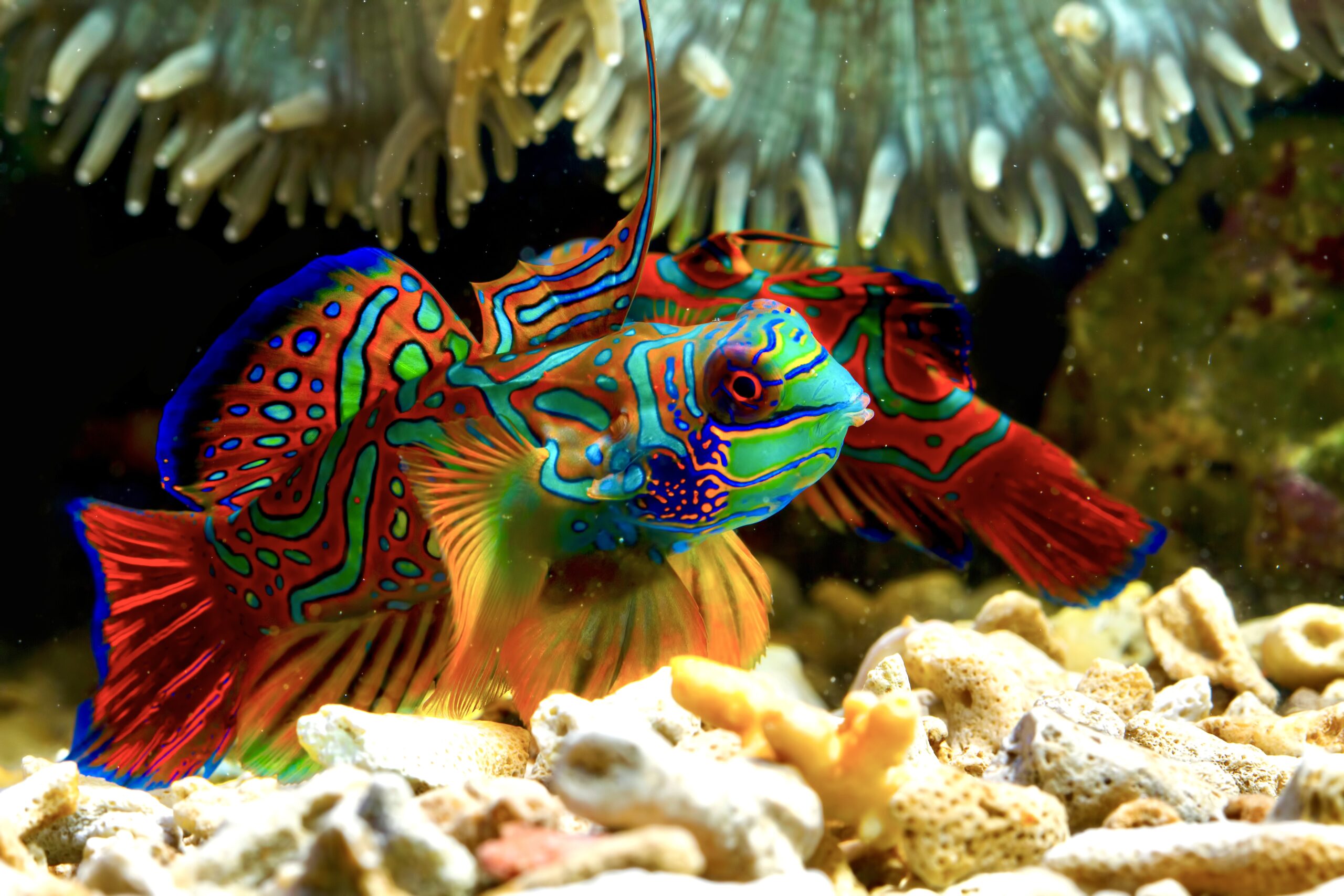 MANDARIN FISH