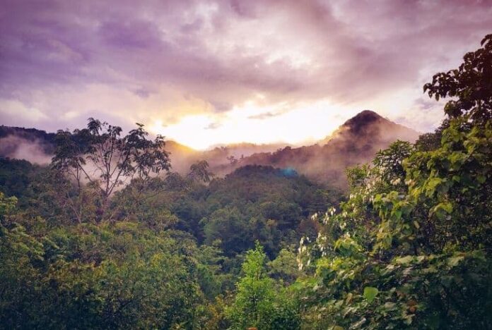 Virgin forests in Africa (TOP 5)
