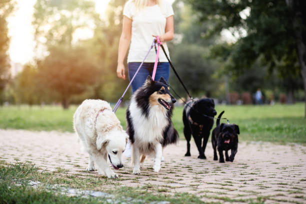 Pet Sitting