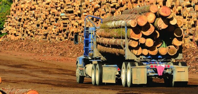 Timber Trafficking in Africa