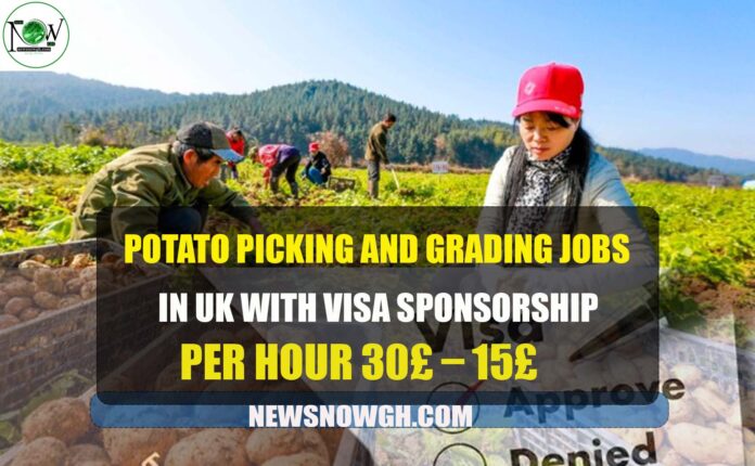 Potato Picking Jobs in UK