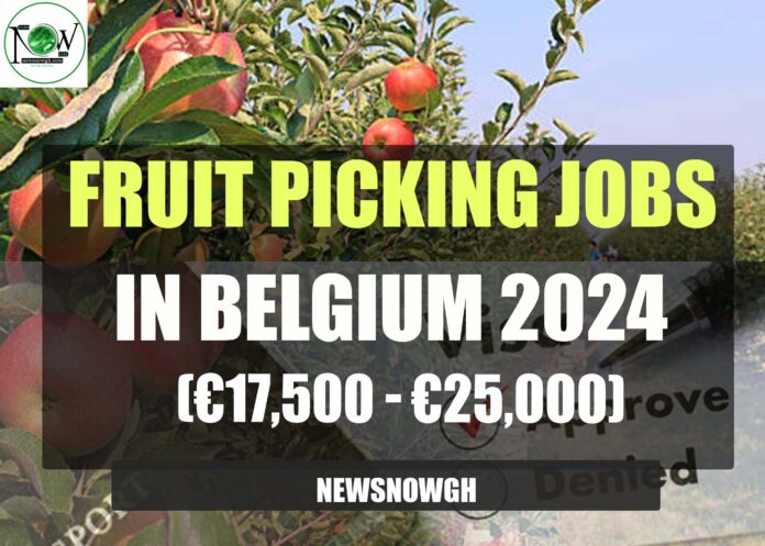 Fruit Picking Jobs in Belgium