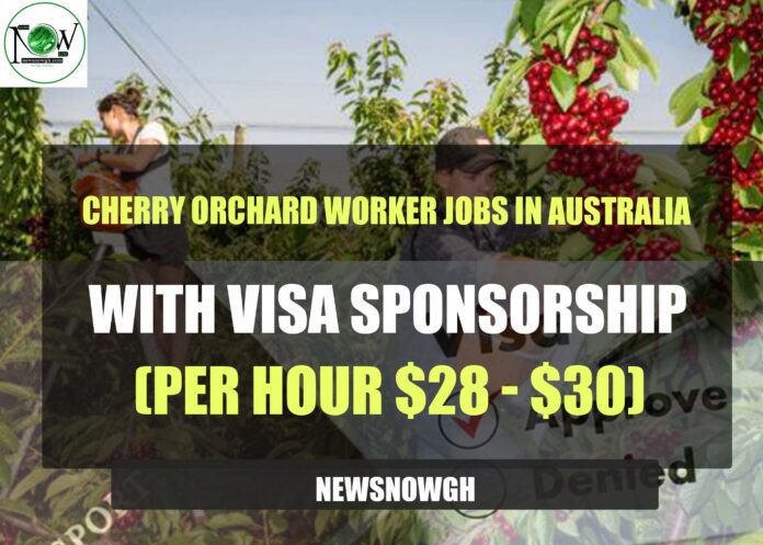 Cherry Orchard Worker Jobs in Australia