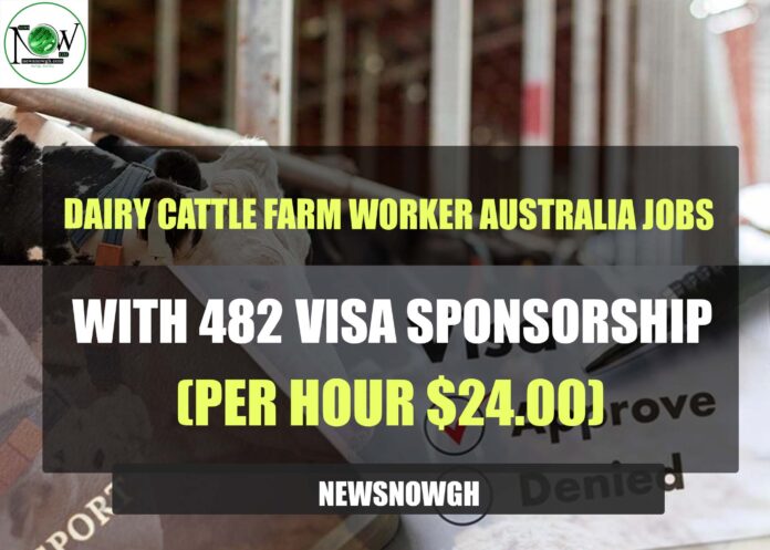 Dairy Cattle Farm Worker Australia