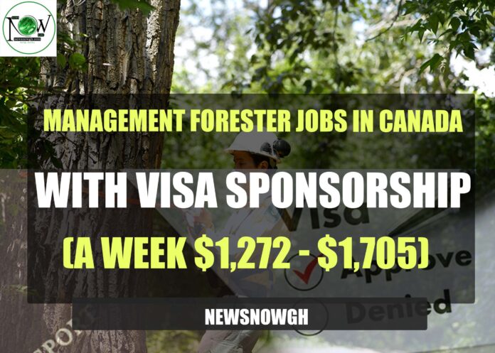 Management Forester Jobs in Canada