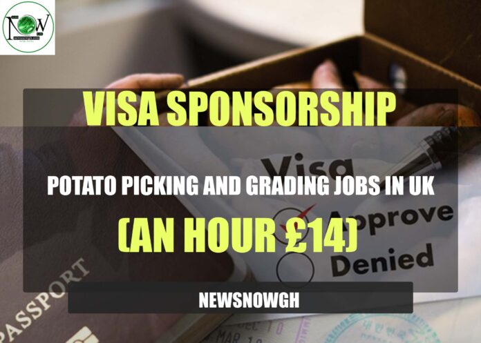 Potato Picking and Grading Jobs in UK