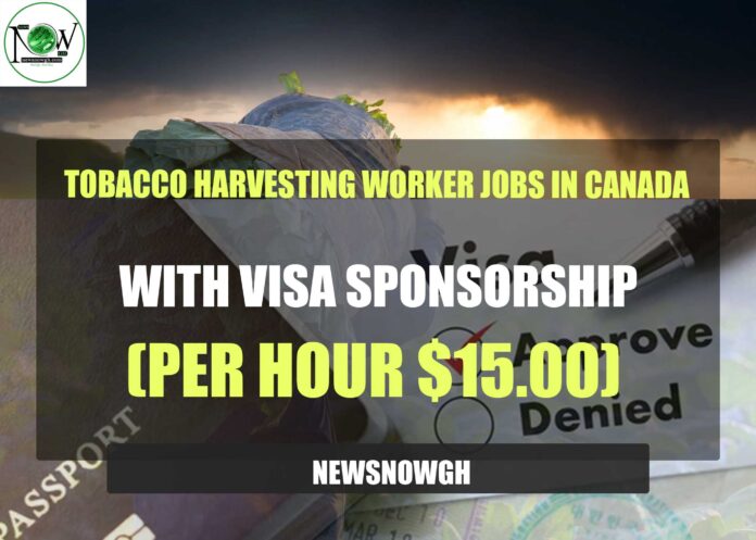 Tobacco Harvesting Worker Jobs in Canada