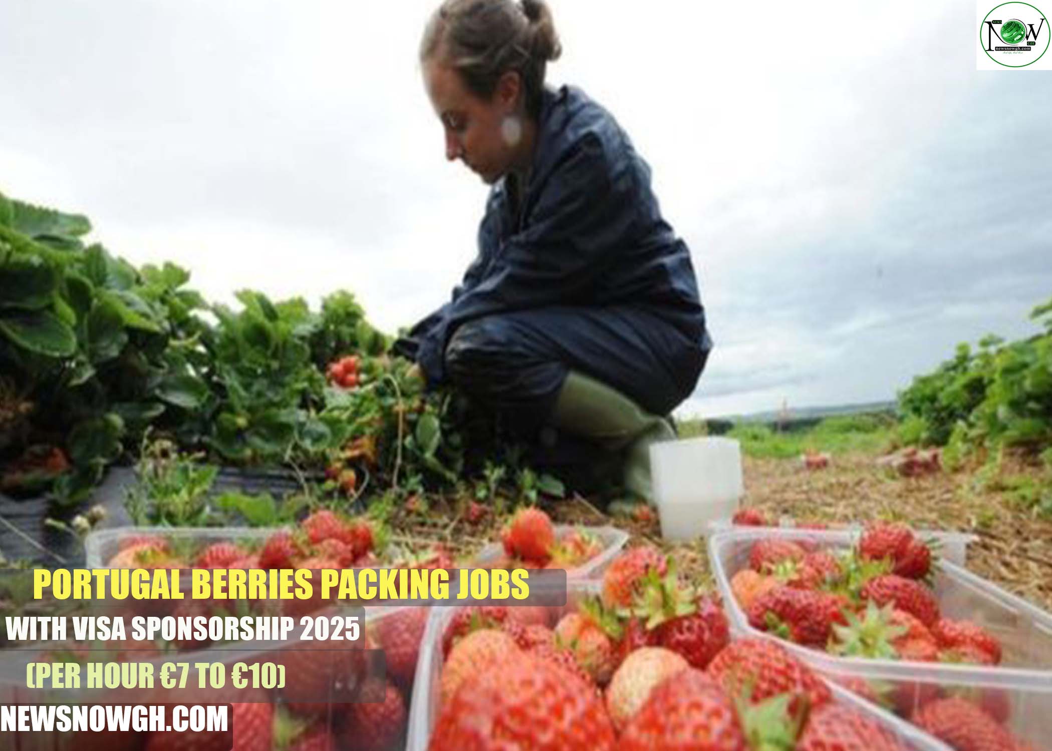 Portugal Berries Packing Jobs with Visa Sponsorship 202 Portugal Berries Packing Jobs with Visa Sponsorship 202