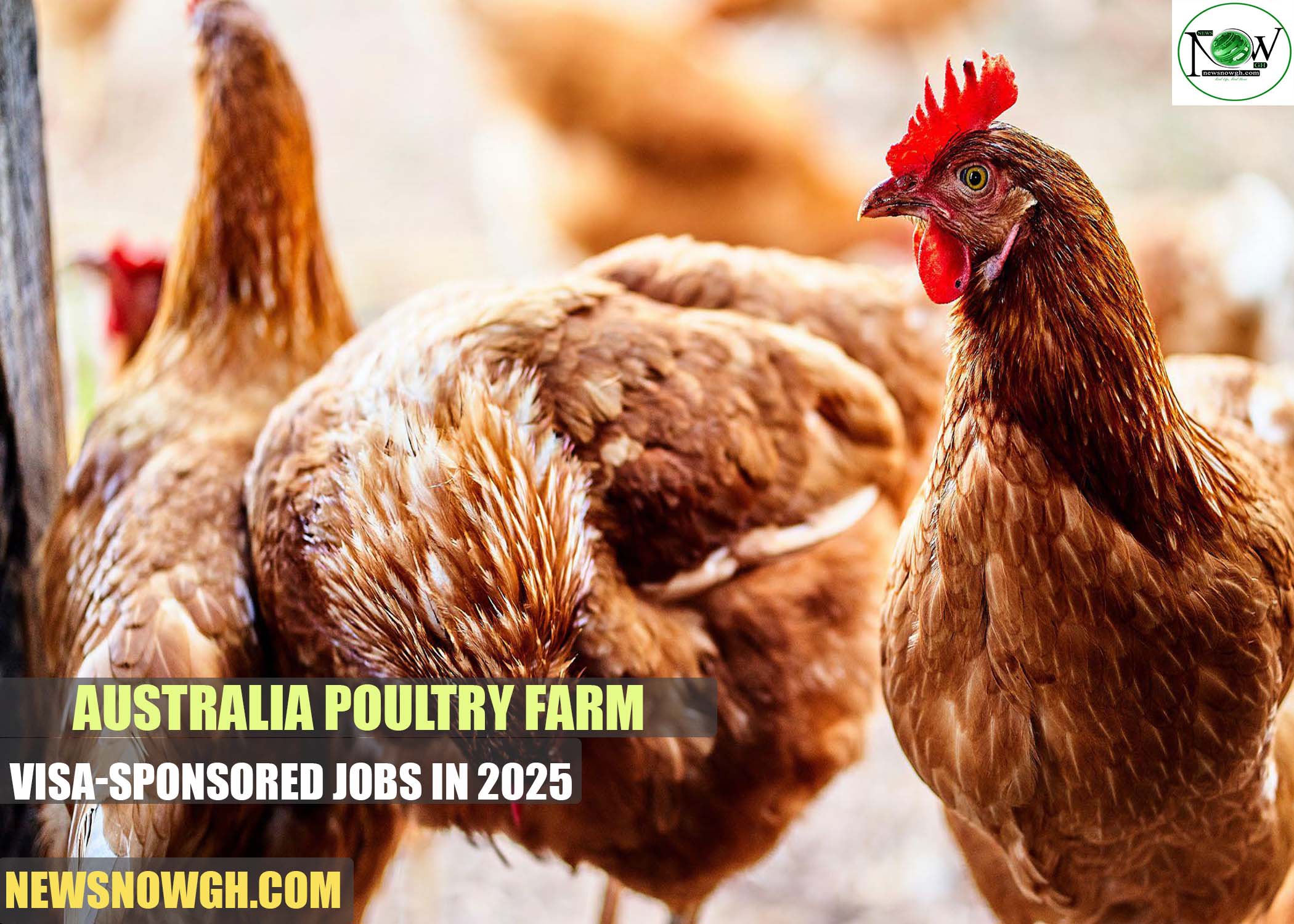Australia Poultry Farm Visa-Sponsored Jobs Australia Poultry Farm Visa-Sponsored Jobs
