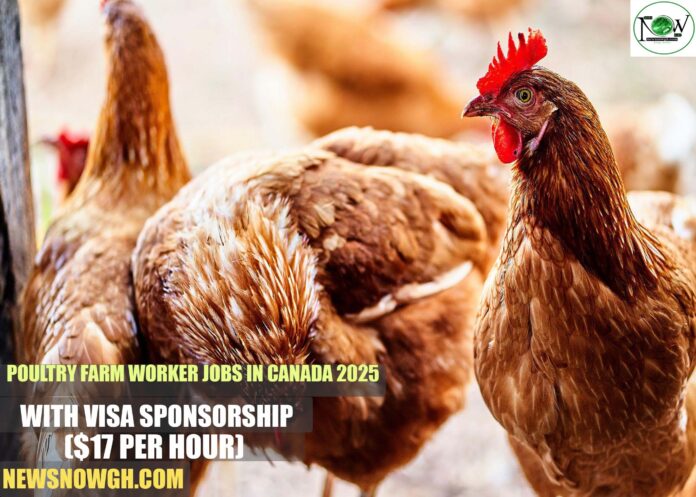 Poultry Farm Worker Jobs in Canada 2025 Poultry Farm Worker Jobs in Canada 2025 with Visa Sponsorship