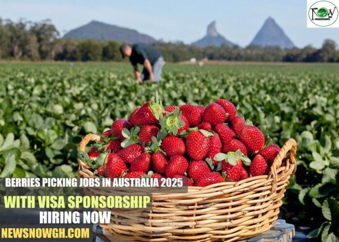 Berries Picking Jobs in Australia 2025 with Visa Sponsorship | Hiring Now