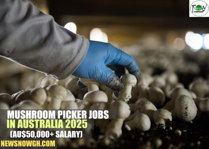 Mushroom Picker Jobs in Australia 2025