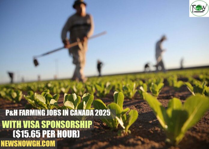 P&H Farming Jobs in Canada 2025 with Visa Sponsorship