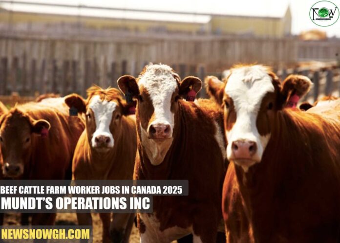 Beef Cattle Farm Worker Jobs in Canada 2025 | Mundt’s Operations Inc