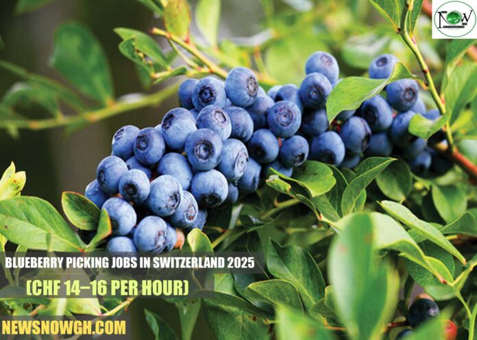 Blueberry Picking Jobs in Switzerland 2025