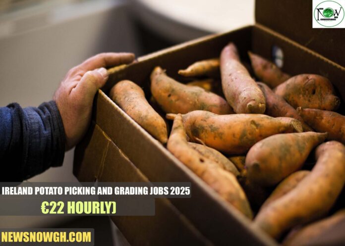 Ireland Potato Picking and Grading Jobs 2025