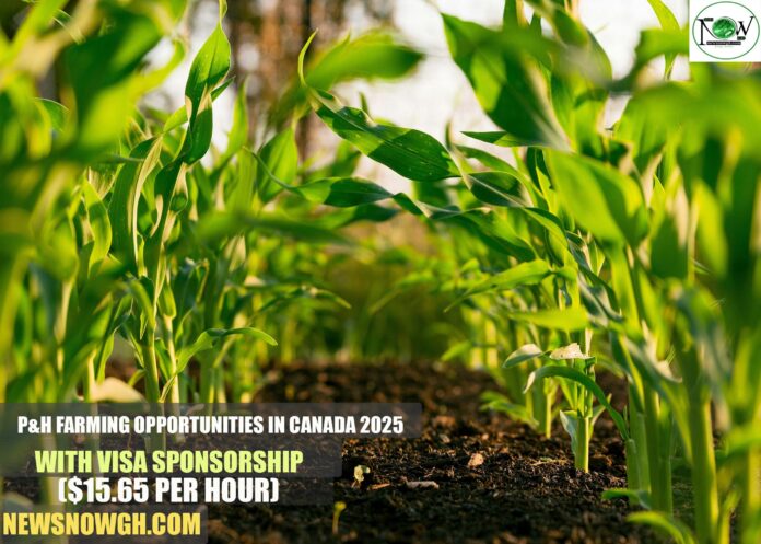 P&H Farming Opportunities in Canada 2025 with Visa Sponsorship