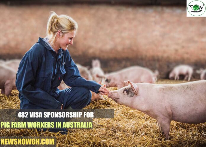 Pig Farm Workers in Australia