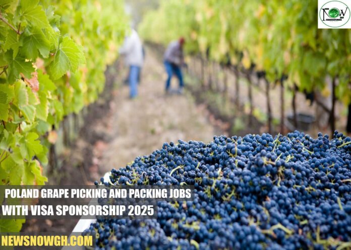 Poland Grape Picking and Packing Jobs