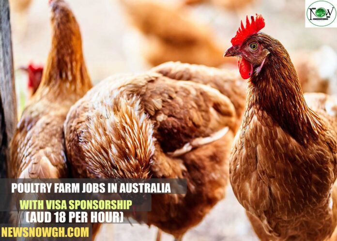 Poultry Farm Jobs in Australia