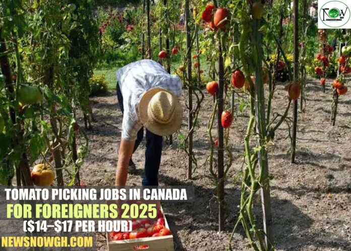 Tomato Picking Jobs in Canada for Foreigners 2025