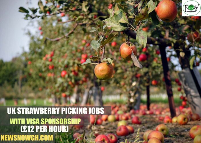 UK Strawberry Picking Jobs with Visa Sponsorship