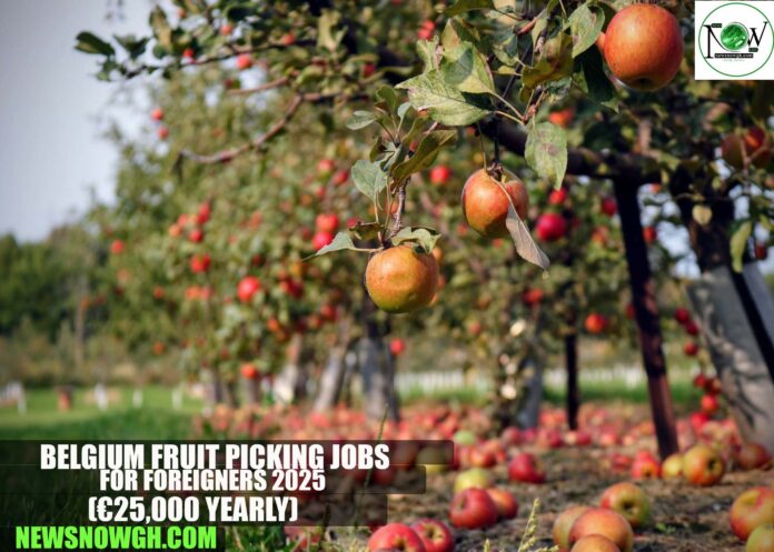Belgium Fruit Picking Jobs