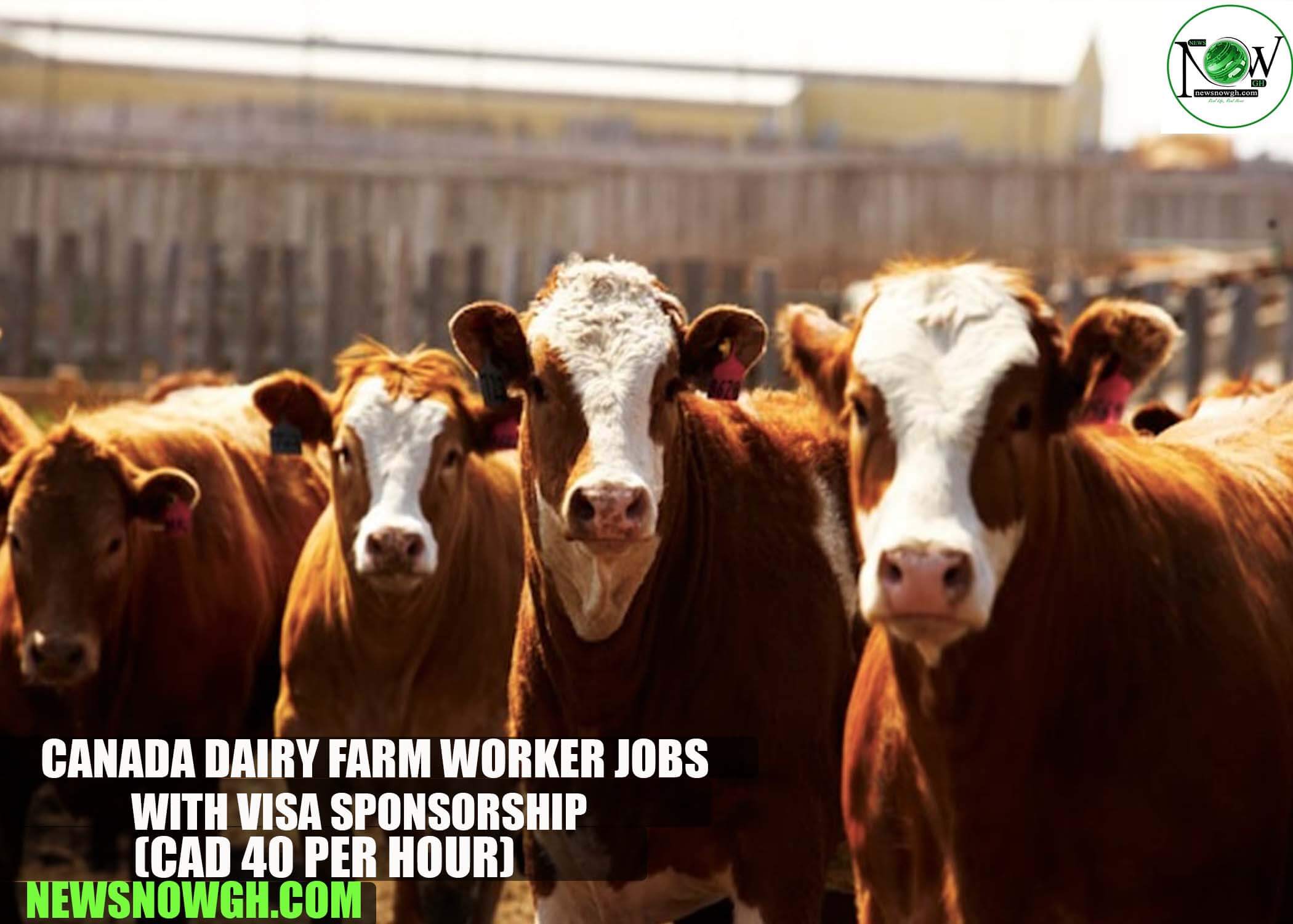 Canada Dairy Farm Worker Jobs