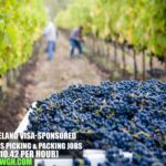 Ireland Grapes Picking & Packing Jobs