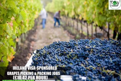 Ireland Grapes Picking & Packing Jobs