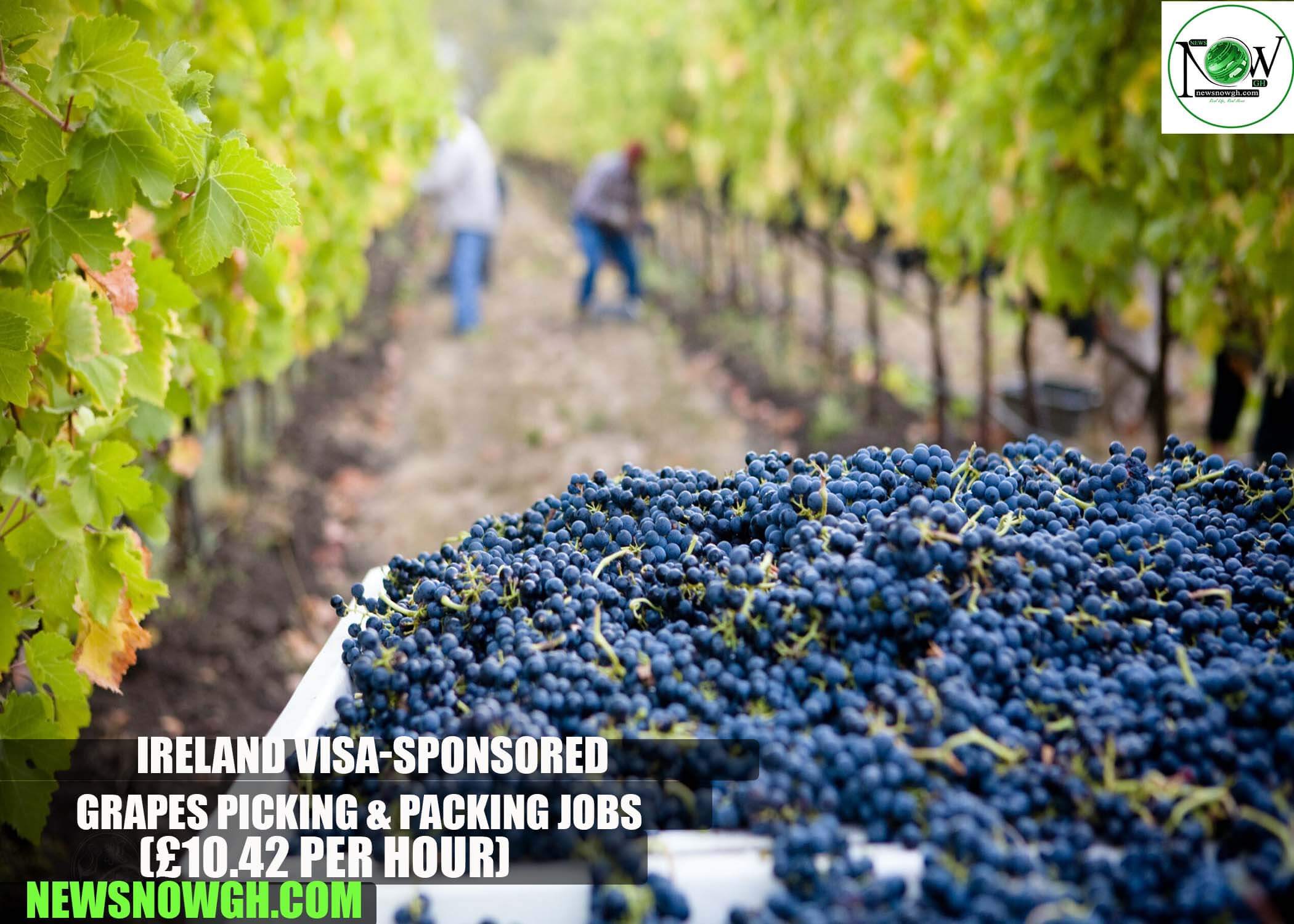 Ireland Grapes Picking & Packing Jobs