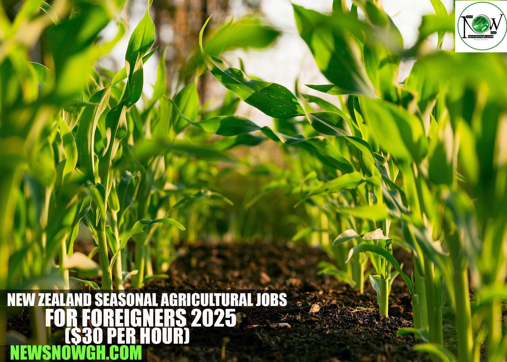 New Zealand Seasonal Agricultural Jobs