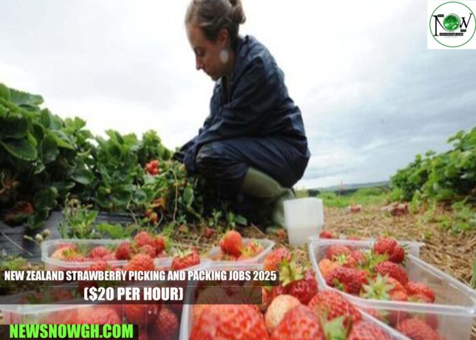 New Zealand Strawberry Picking and Packing Jobs 2025