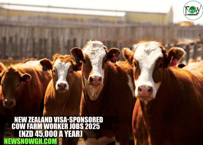 New Zealand Visa-Sponsored Cow Farm Worker Jobs