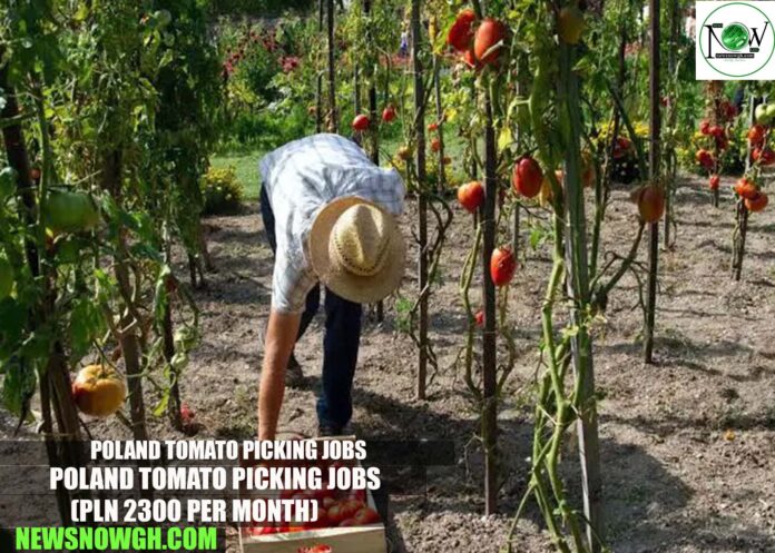 Poland Tomato Picking Jobs