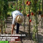 Vegetable Farm Jobs in Luxembourg 2025 with Visa Sponsorship