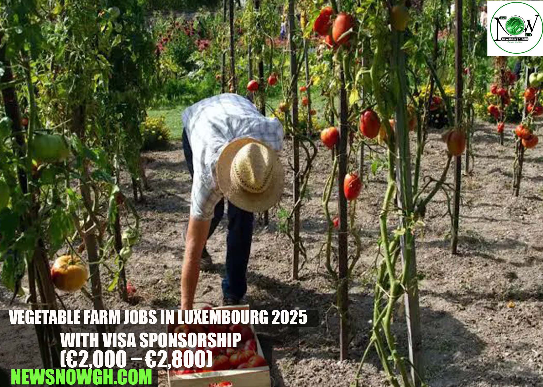 Vegetable Farm Jobs in Luxembourg 2025 with Visa Sponsorship