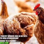 Assistant Poultry Worker Jobs in UK 2025 with Visa Sponsorship