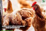 Australia Poultry Farm Visa-sponsored Jobs