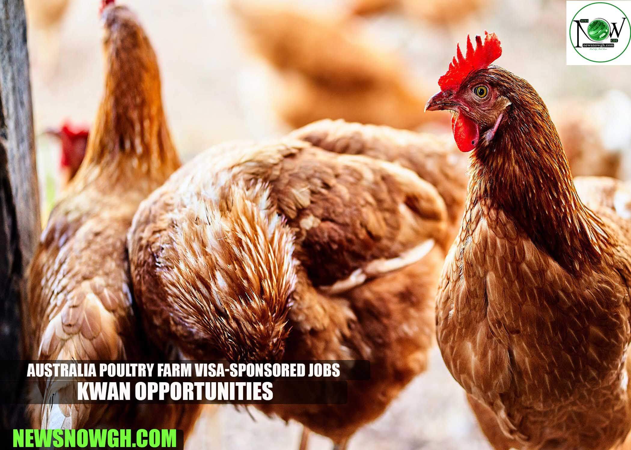 Australia Poultry Farm Visa-sponsored Jobs