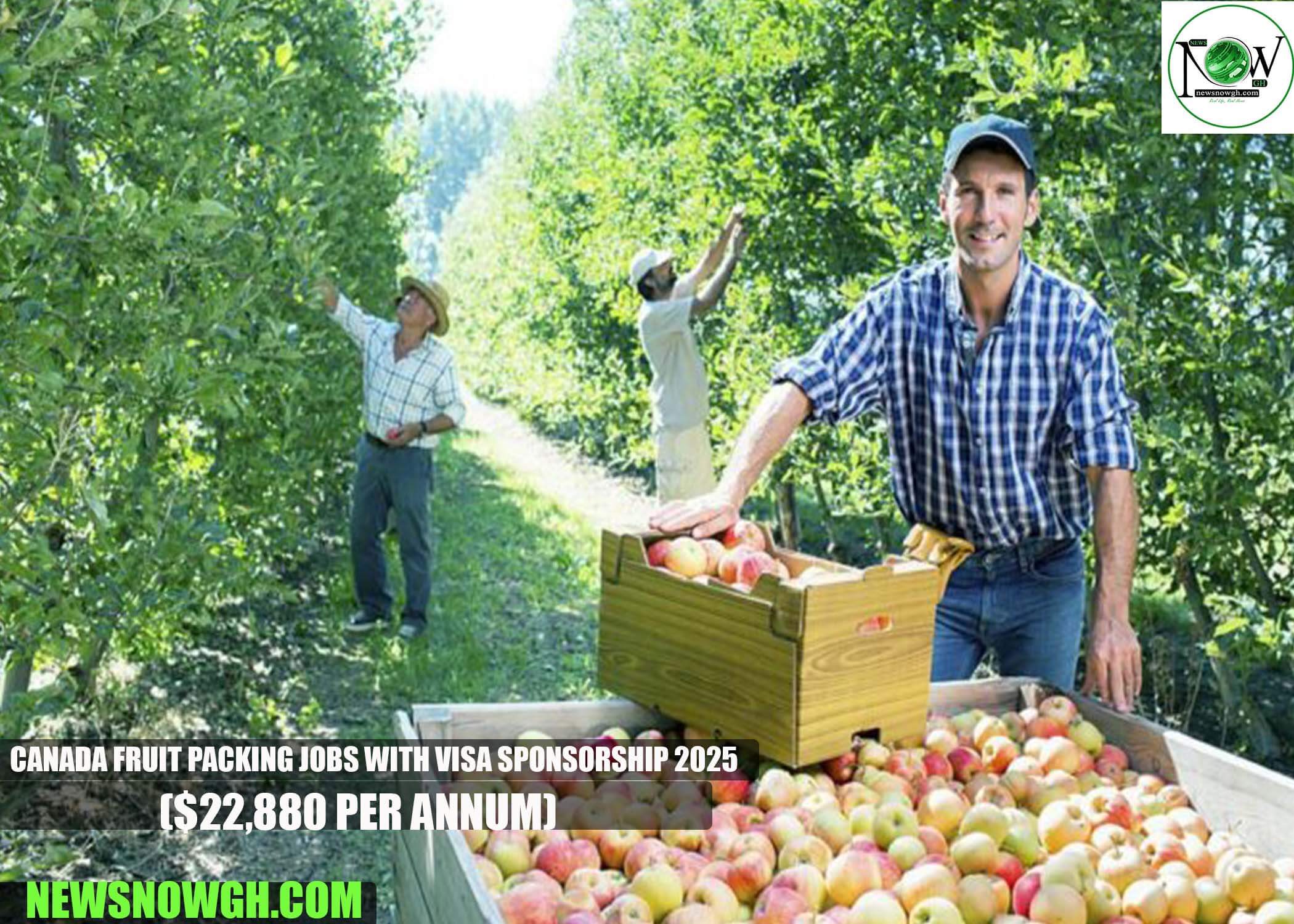 Canada Fruit Packing Jobs with Visa Sponsorship 2025