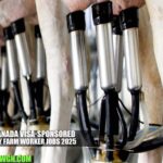 Dairy Farm Worker Jobs 2025