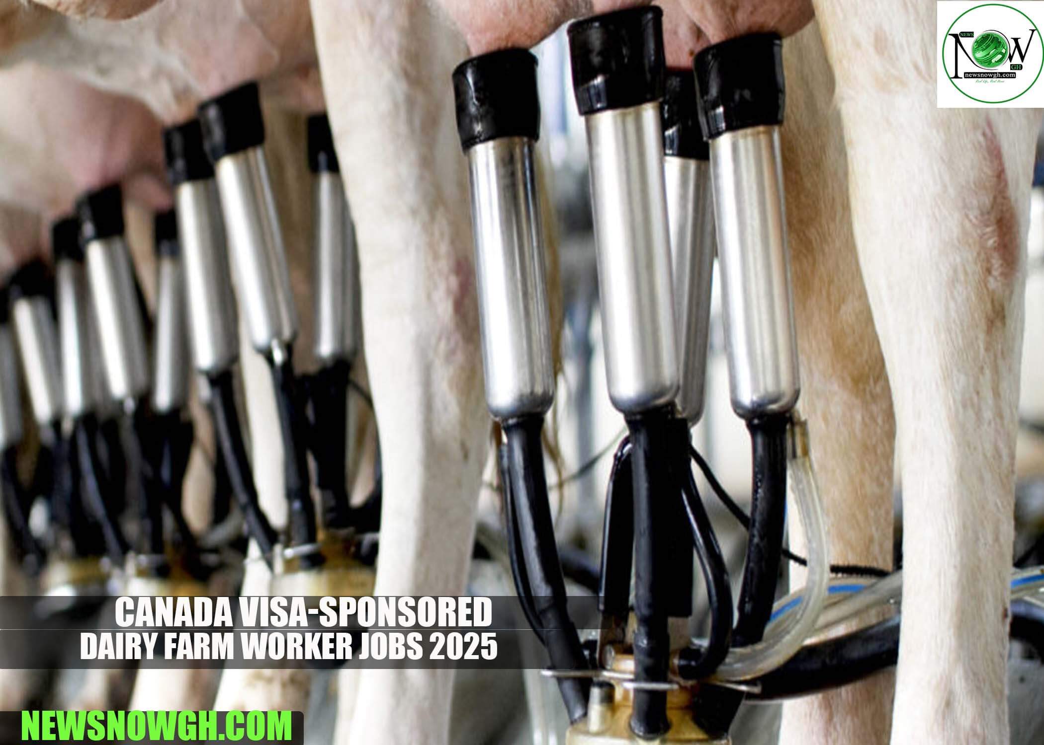 Dairy Farm Worker Jobs 2025