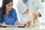 Job Opening for Lead Veterinarian